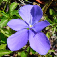 Viola  'Broughton Blue'